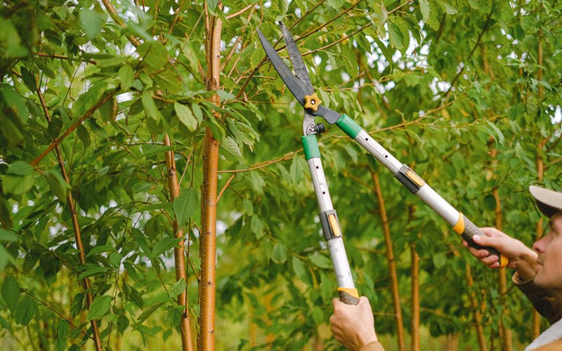 Tree trimming in Fontanelle, IA